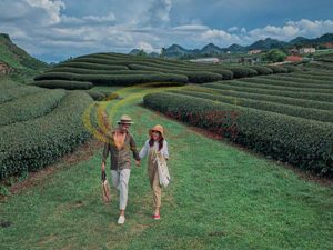 kinh nghiệm du lịch mộc châu